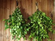 Birch leaves from banya