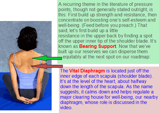 Bearing Support / Vital Diaphragm