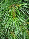Pine oil