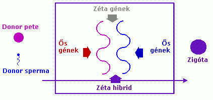 �sszefon�s
